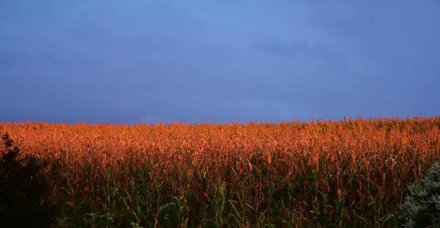 Corn Higher at Midday | Nasdaq