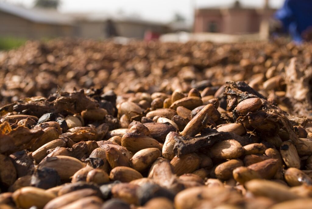Cocoa Prices Plummet on Abundant Global Supplies