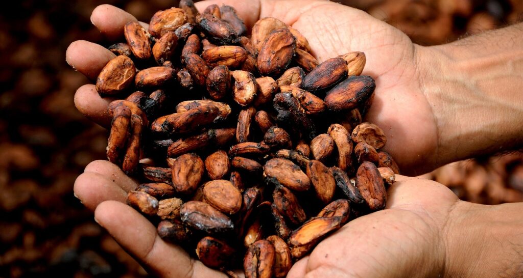 Cocoa Prices Sink as the Global Supply Outlook Improves
