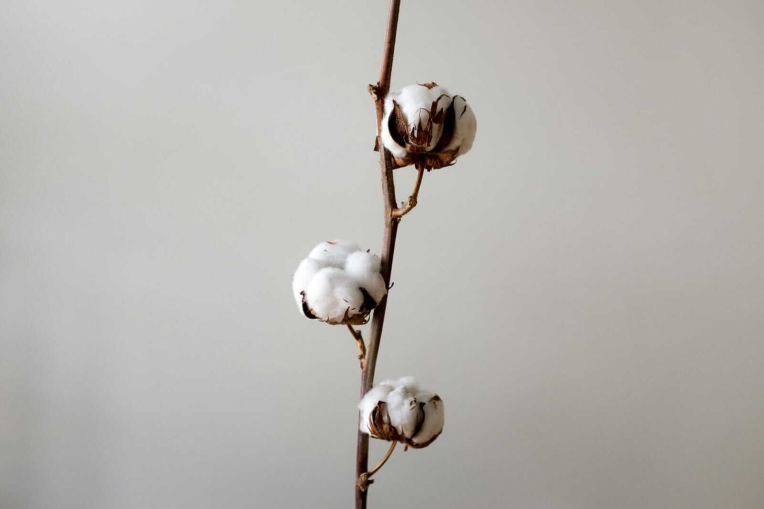 Cotton Trading Off the Lows, but Still Lower at Midday