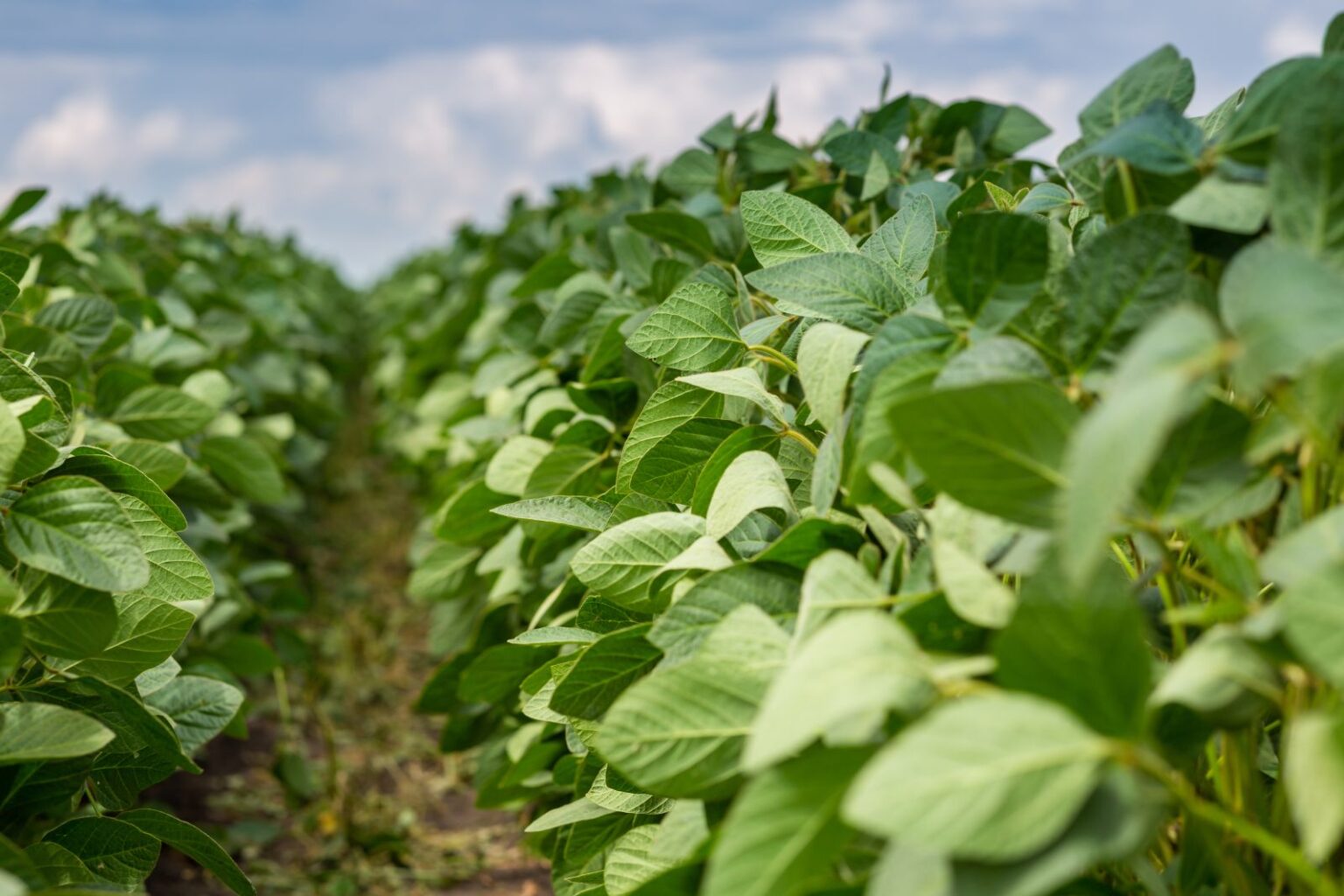 Soybeans Slip Lower into Month End Soybeans Slip Lower into Month End
