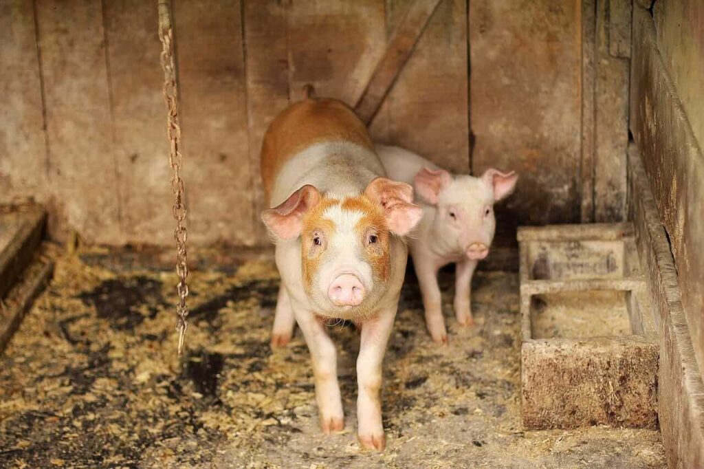 Hogs Rallying on Wednesday, with a Front Month Exception