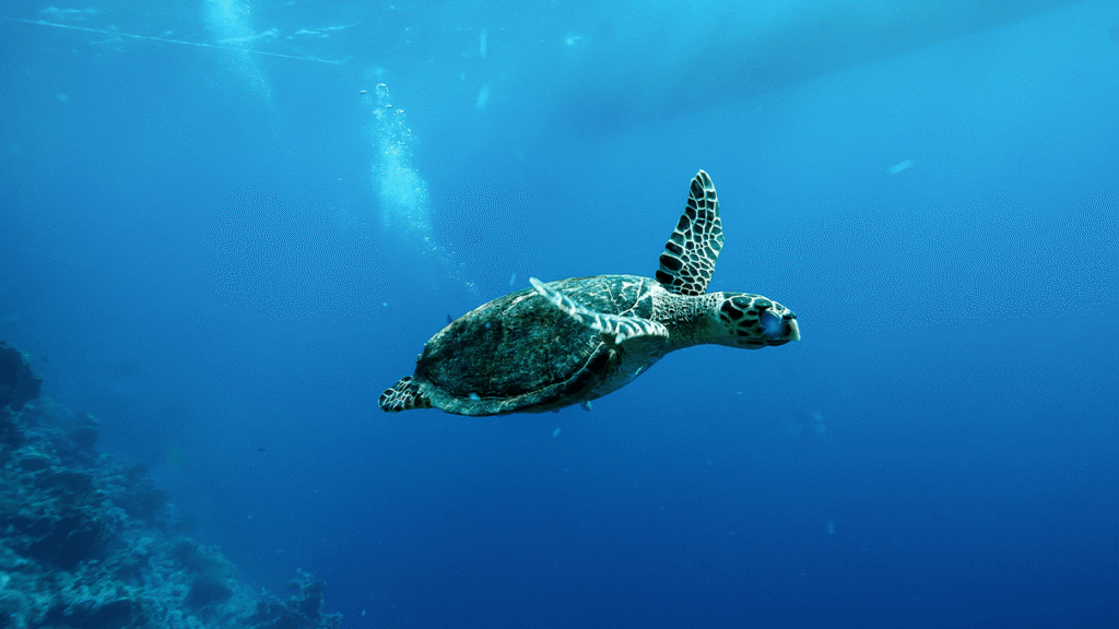 China Warns of ‘Spy Turtles’ Fitted With Sensors in Its Territorial Waters China Warns of 'Spy Turtles' Fitted With Sensors in Its Territorial Waters