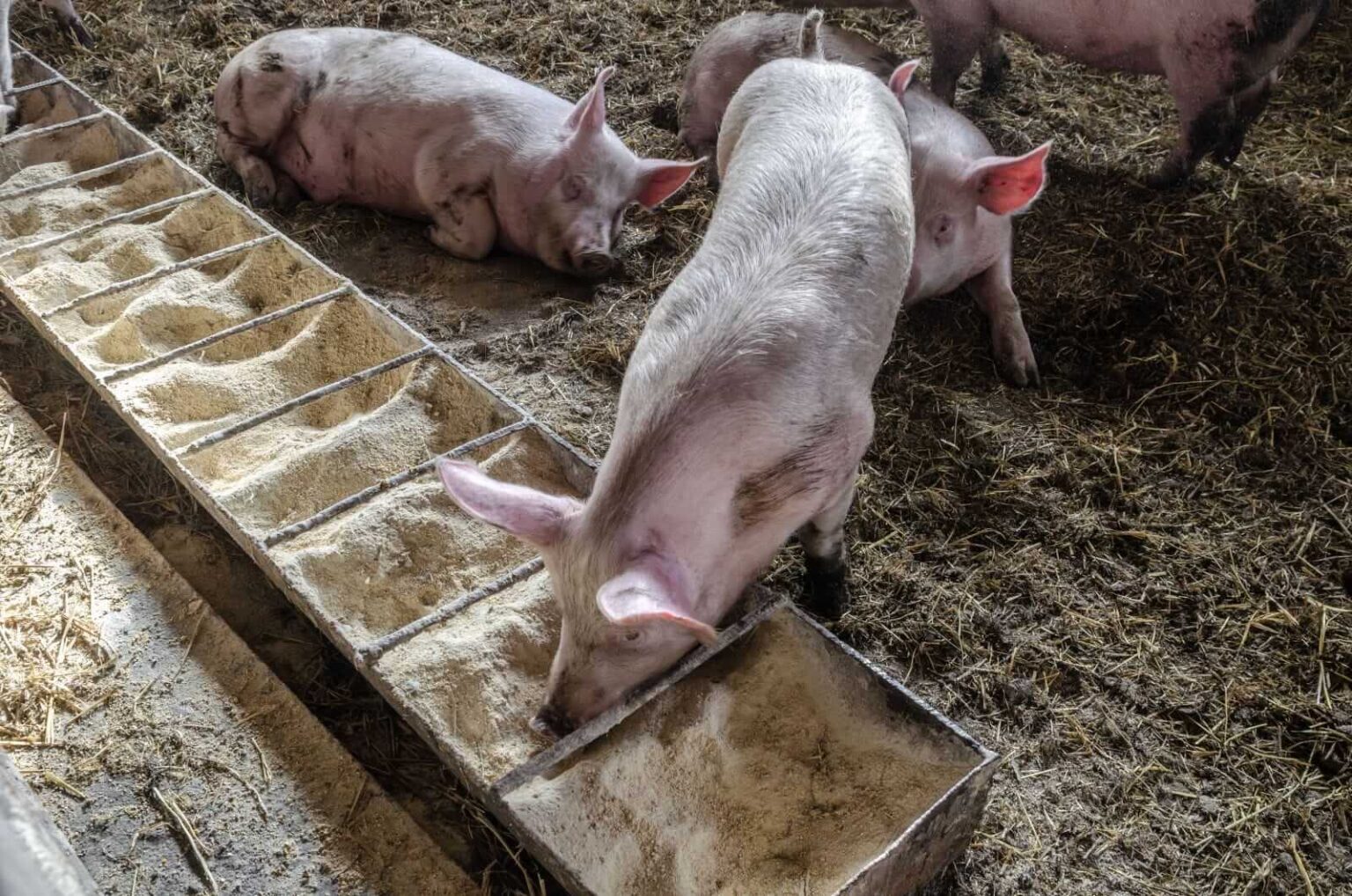 Hogs Gains Pushing to Friday Hogs Gains Pushing to Friday