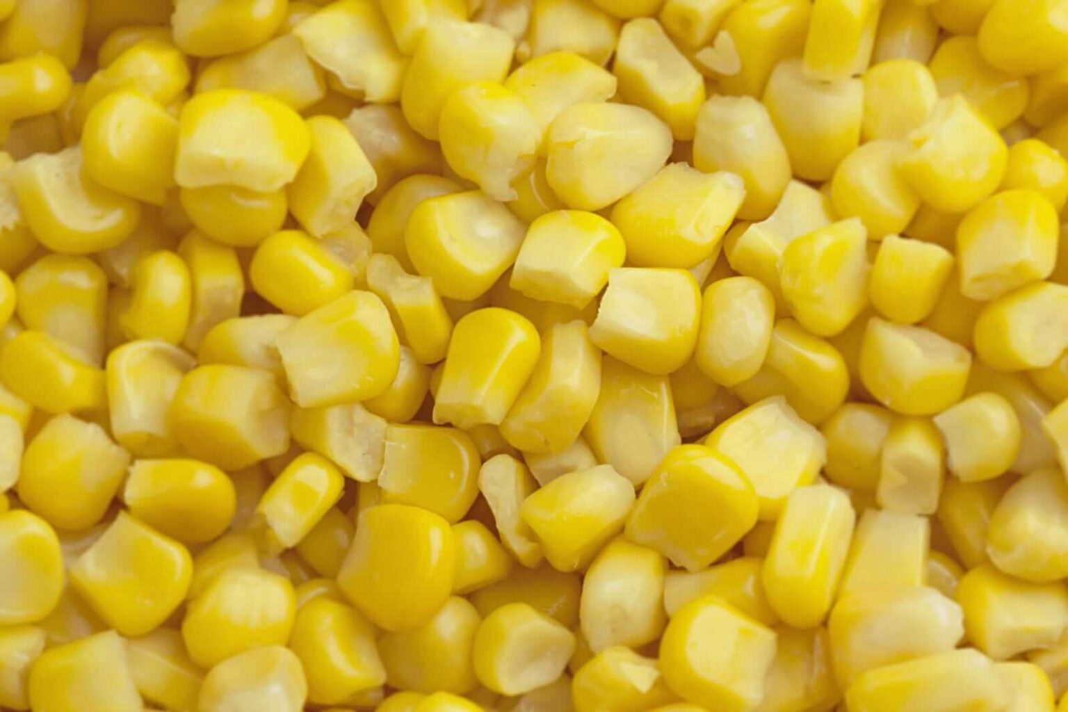 Corn Back to Steady Trade on Tuesday