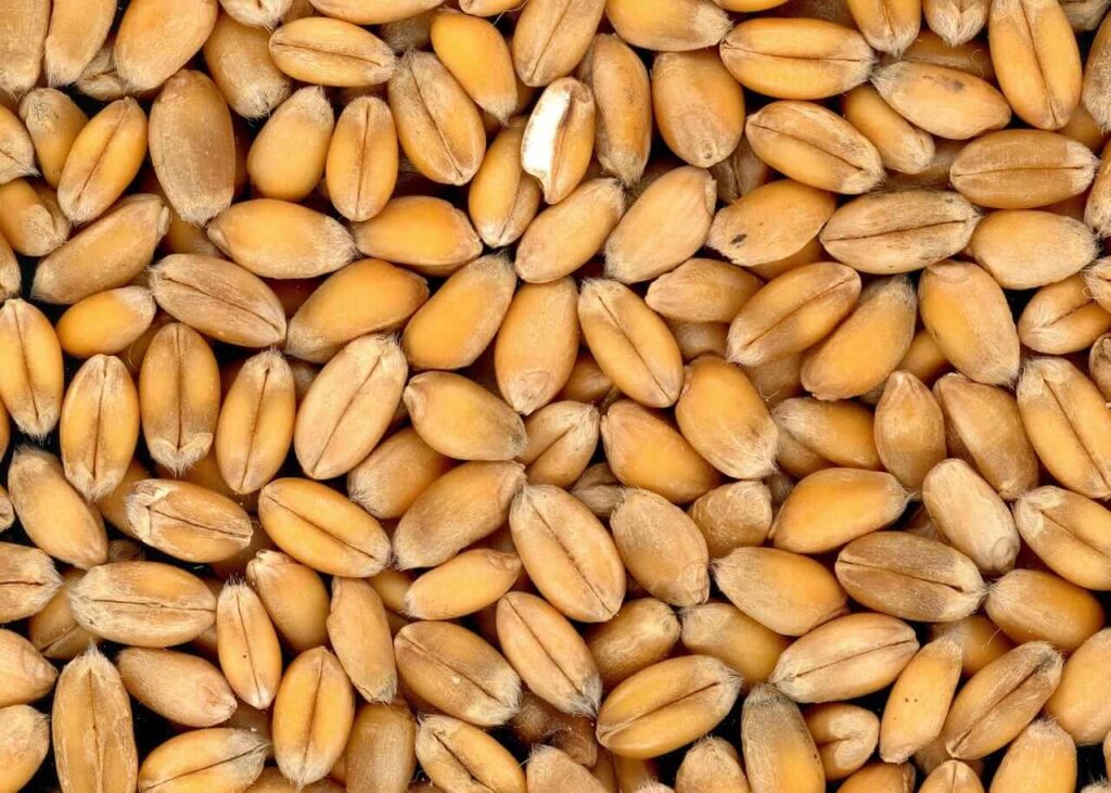 Wheat Faces Risk Off Weakness on Wednesday Wheat Faces Risk Off Weakness on Wednesday